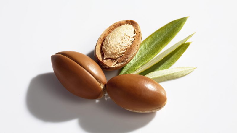 Argan nuts and leaves from Argan tree, Argania spinosa